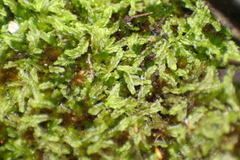 Lophocolea semiteres