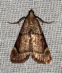 Hypsopygia thymetusalis