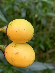 Solanum laciniatum