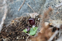 Corybas recurvus