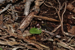 Corybas recurvus