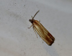 Eucosma umbrastriana