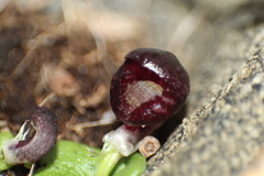 Corybas recurvus