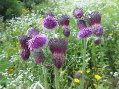 Cirsium pendulum
