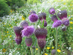 Cirsium pendulum