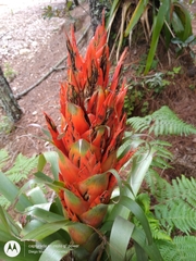 Tillandsia ponderosa