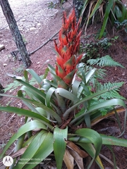 Tillandsia ponderosa