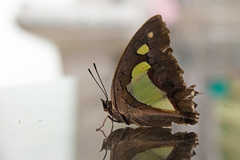 Polyura