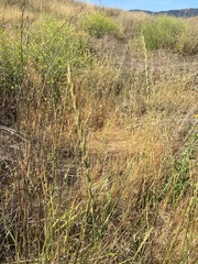 Thinopyrum intermedium intermedium