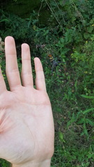 Trichonephila inaurata