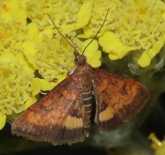 Pyrausta californicalis