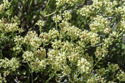 Eriogonum umbellatum var. juniporinum
