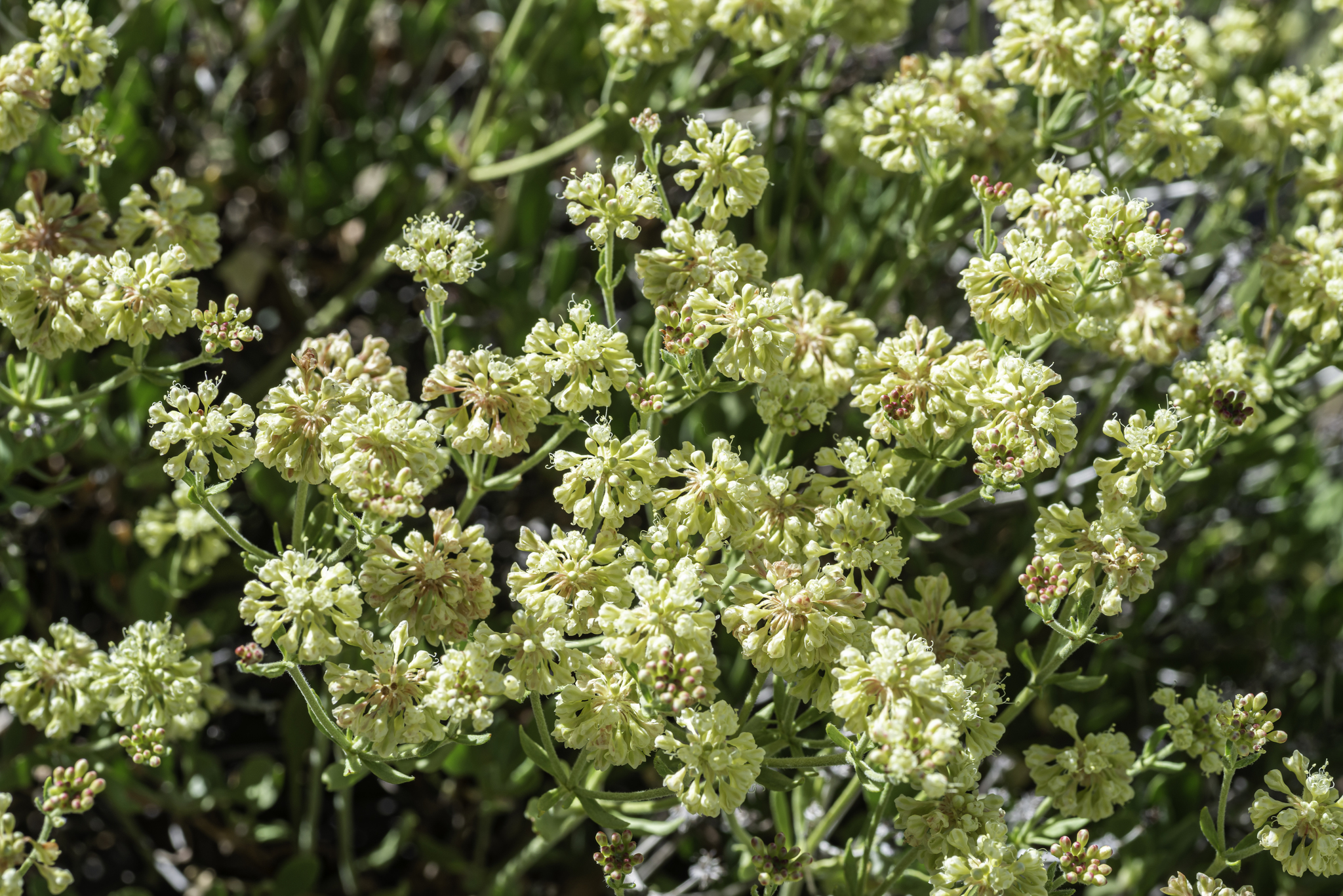 Eriogonum umbellatum var. juniporinum