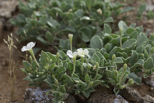 Desert wing-fruit (Acleisanthes nevadensis)
