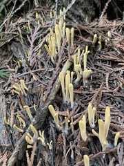 Clavariadelphus sachalinensis