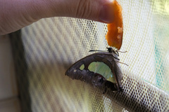 Polyura