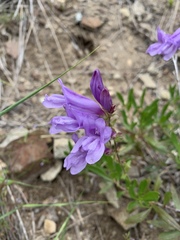 Penstemon fruticosus