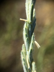 Thinopyrum intermedium intermedium