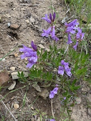 Penstemon fruticosus