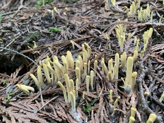 Clavariadelphus sachalinensis