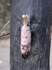 Pyrops watanabei