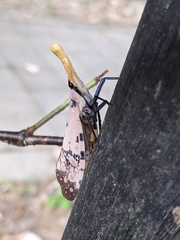 Pyrops watanabei