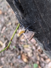 Pyrops watanabei