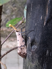 Pyrops watanabei