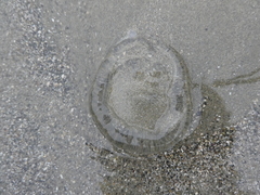 Aequorea victoria