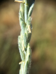 Thinopyrum intermedium intermedium