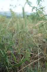 Hordeum geniculatum