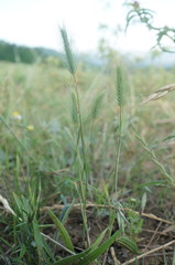 Hordeum geniculatum