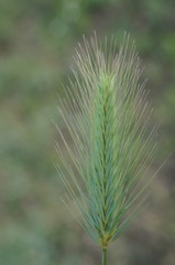 Hordeum geniculatum