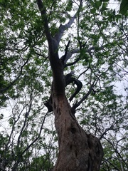 Cenostigma eriostachys