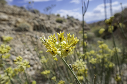 Asclepias subulata