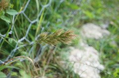 Bromus scoparius