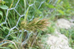 Bromus scoparius