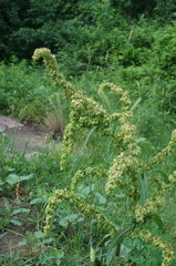 Rumex patientia orientalis