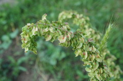 Rumex patientia orientalis
