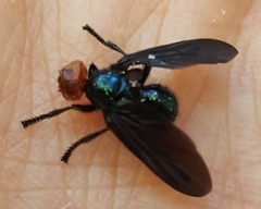 Bromophila caffra