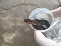 Coelognathus flavolineatus