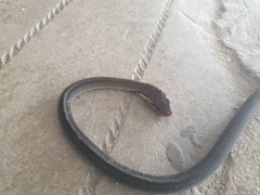 Coelognathus flavolineatus