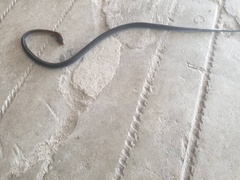 Coelognathus flavolineatus