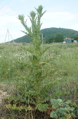 Onopordum tauricum