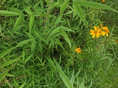 Tagetes lemmonii