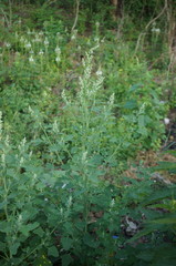 Chenopodium opulifolium