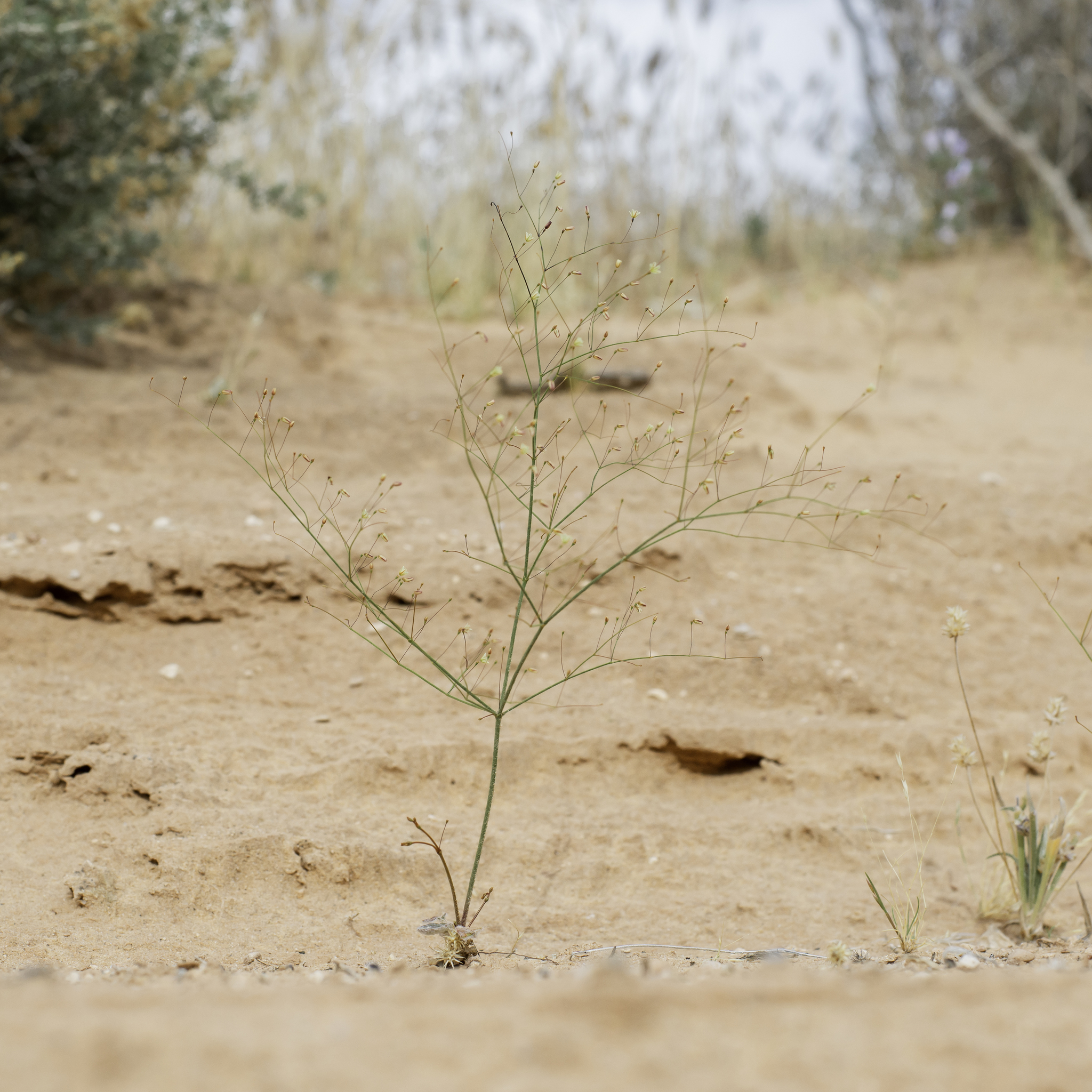 Eriogonum viscidulum