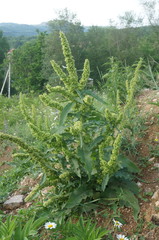 Rumex patientia orientalis
