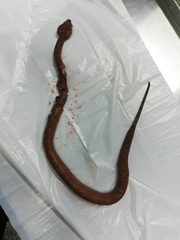 Craspedocephalus borneensis