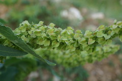 Rumex patientia orientalis
